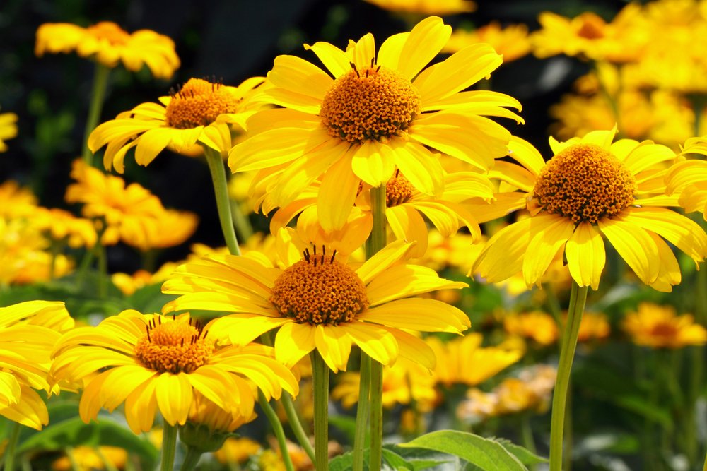 10 цветов, которые непрерывно цветут все лето: опыт выращивания, фото